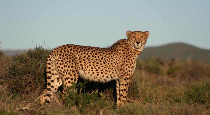 Kuzuko Lodge Addo Exterior photo