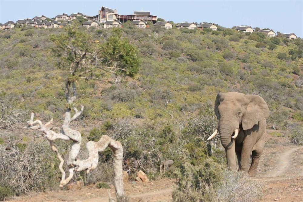Kuzuko Lodge Addo Exterior photo